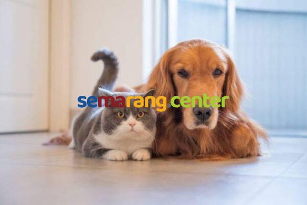 10 Petshop Semarang Terdekat: Galaxy Catdog Ciproet & Bamboo